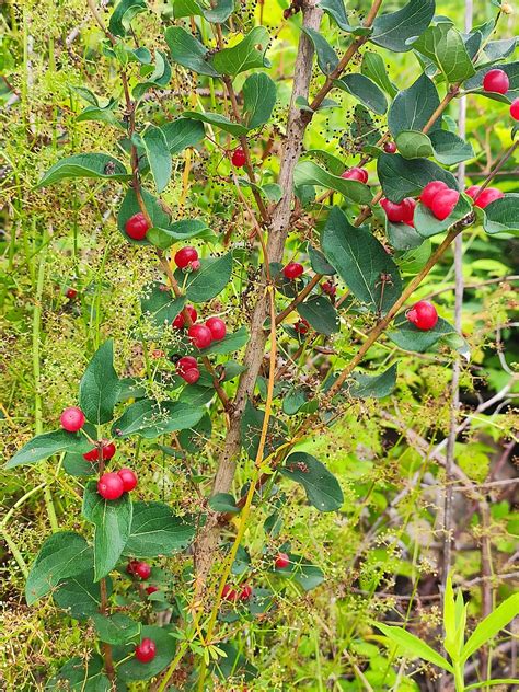 berries bush leaves  photo  pixabay pixabay