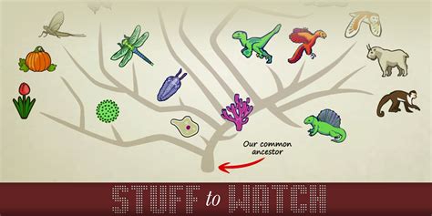 See The Basics Of Evolution And Natural Selection Explained In Minutes