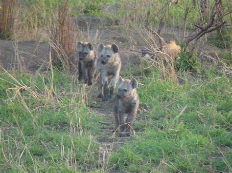 Hyena Pups | Pics4Learning