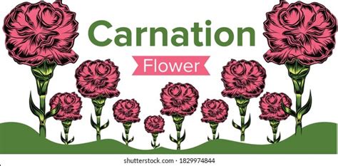 Carnation Flower Flower That Symbolizes Month Stock Vector (Royalty ...