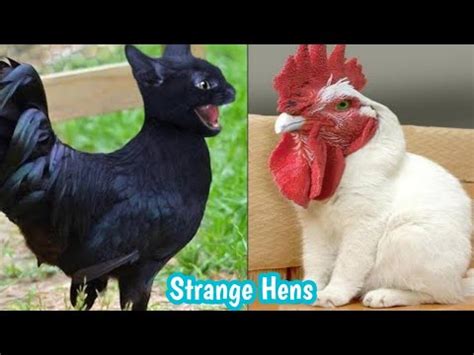 10 amazing chickens in world World s most unusual chicken breeds شہر