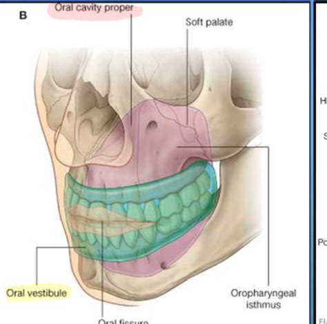 Bisc Oral Cavity Anatomy Overview For Lecture Exam Flashcards