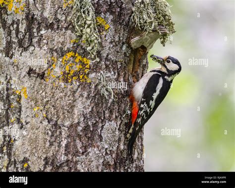 Great Spotted Woodpecker Stock Photo - Alamy