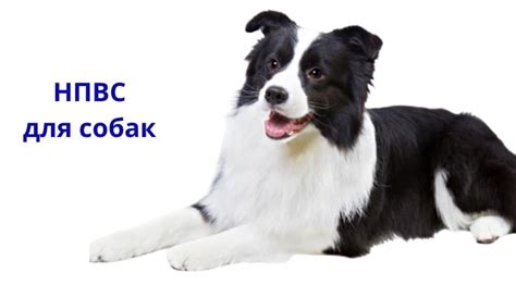 НПВС для собак | Vetendocrine