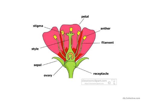 The Title Is Parts Of A Flower Gene English Esl Powerpoints