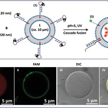 A Schematic Composition Of Three Nucleic Acidfunctionalized Liposomes