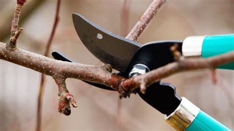 When To Prune Clematis Know Your Groups