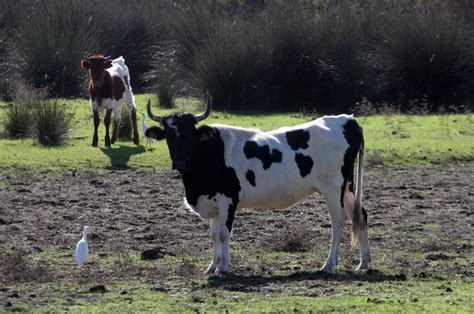 Im Genes De La Marisma De El Roc O Y De La Laguna De El Portil Llenas