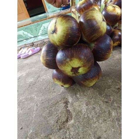 Jual Buah Lontar Khas Tuban Buah Dipetik Stelah Anda Pesan Beli