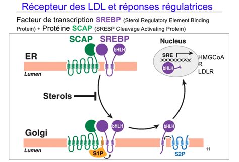 L HYPERCHOLESTEROLEMIE FAMILIALE UE8 11 Recherche Tutorat