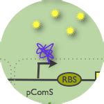 Team Paris Bettencourt Designs List 2011 Igem Org