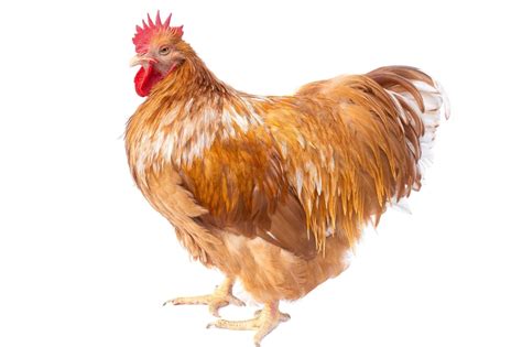 Buff Orpington Chickens Everything You Need To Know