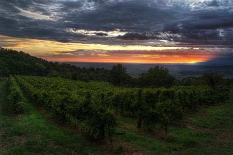 Fondos De Pantalla Flores Ligero Puesta De Sol Cielo Italia