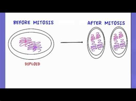 Explain How Mitosis Produces Two Genetically Identical Nuclei