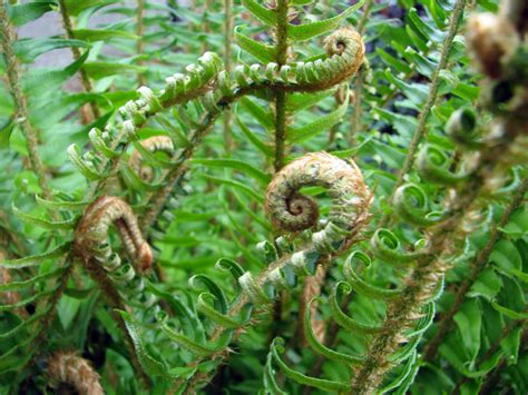 Sword fern (Polystichum munitum) 4 | EMSWCD