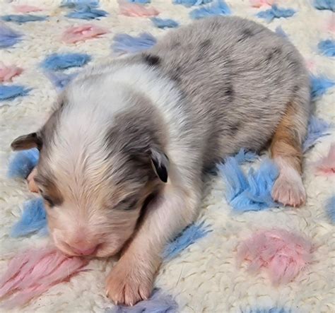 Chiot Berger Australien CHIOT FEMELLE BLEUE MERLE Du Paradis Des P