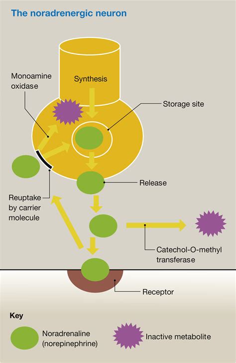 Mechanisms Of Drug Interactions Pharmacodynamics And Pharmacokinetics