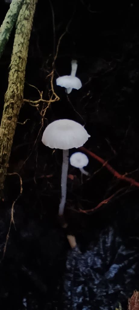 Common Gilled Mushrooms And Allies From Rumipamba Ecuador On April