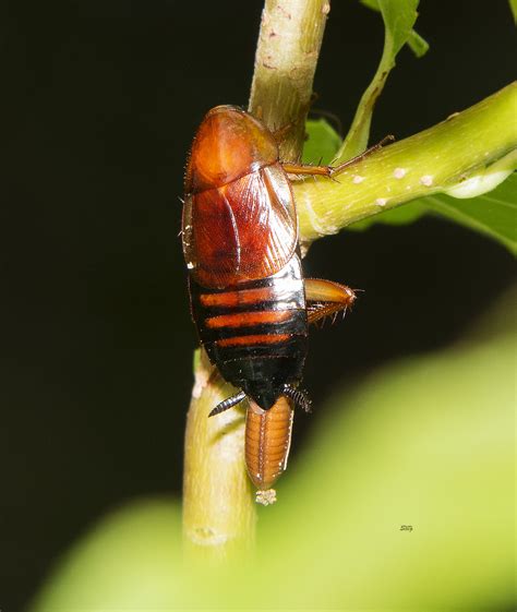 Pennsylvania Wood Cockroach From James City County Va Usa On August