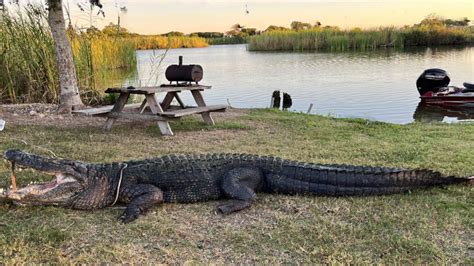 Gigantic 14 Foot Alligator Captured At Rv Park In Anahuac Bluebonnet News