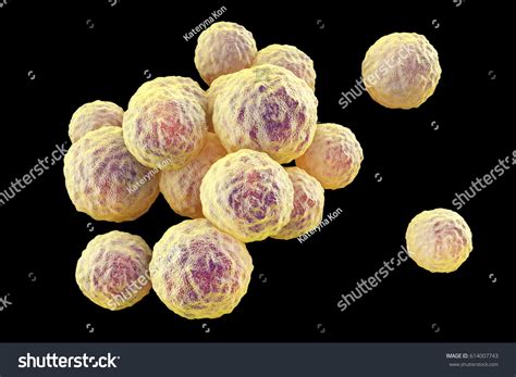 Bacteria Methicillinresistant Staphylococcus Aureus Mrsa Multidrug