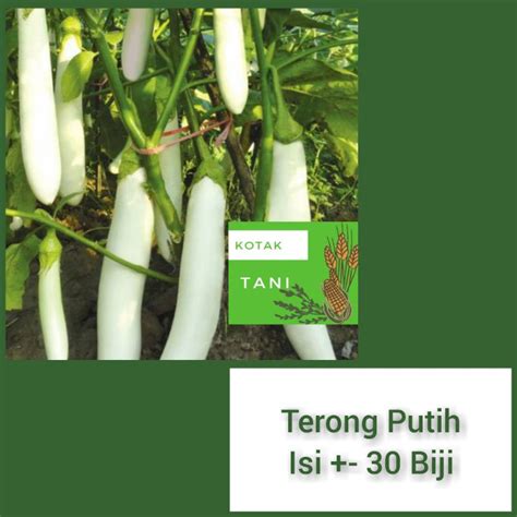 Jual 30 Benih Terong Putih Sayuran Buah Bibit Unggul Berkualitas