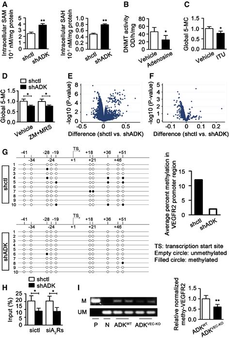 Intracellular adenosine regulates epigenetic programming in endothelial ... 
