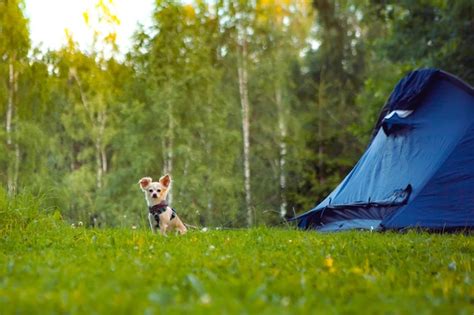 Gracioso perro pequeño perro chihuahua sentado dulcemente en un