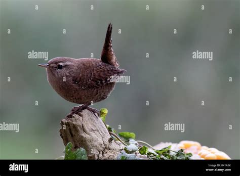 Wren Flying Stock Photos And Wren Flying Stock Images Alamy