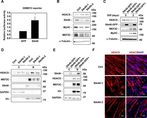 Serinethreonine Kinase 40 Stk40 Functions As A Novel Regulator Of