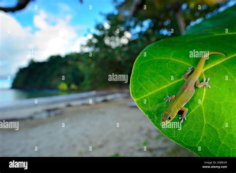 Madagascar day madagascar giant day gecko (Phelsuma madagascariensis ...