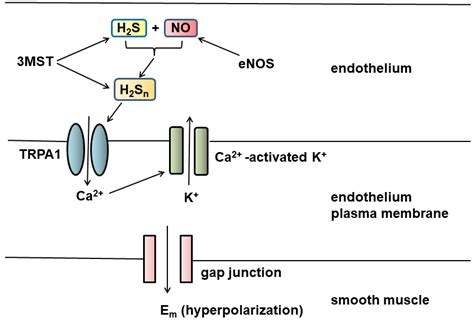 Biomolecules Free Full Text Hydrogen Sulfide H2s And Polysulfide