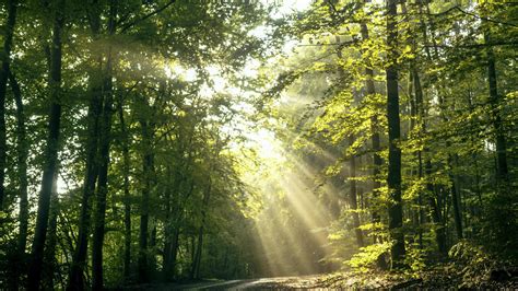 Sun Shining Through Trees 1230555 Stock Photo At Vecteezy