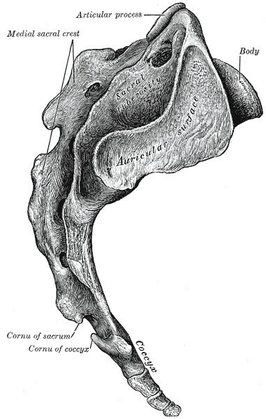 Lateral Sacral Crest