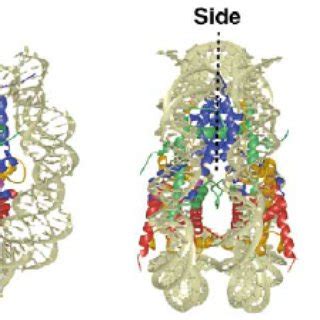 1 Modular structure of nucleosome core particle showing146 base pair ...