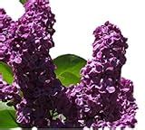 Syringa Vulgaris For Sale Grow Plants