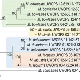 Neighborjoining Phylogram Inferred From A 1946position Alignment Of