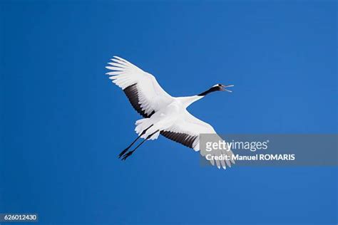 Red Crowned Cranes Photos And Premium High Res Pictures Getty Images