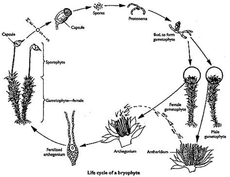 Life Cycle Of Moss Diagram Free Vector