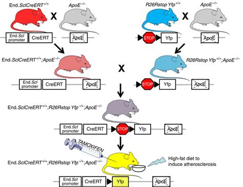 Breeding And Generation Of End SclCreERT R26RstopYfp ApoE Mice This