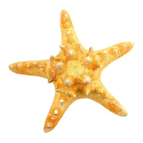 Estrela Do Mar Isolada No Branco Imagem De Stock Imagem De Marrom