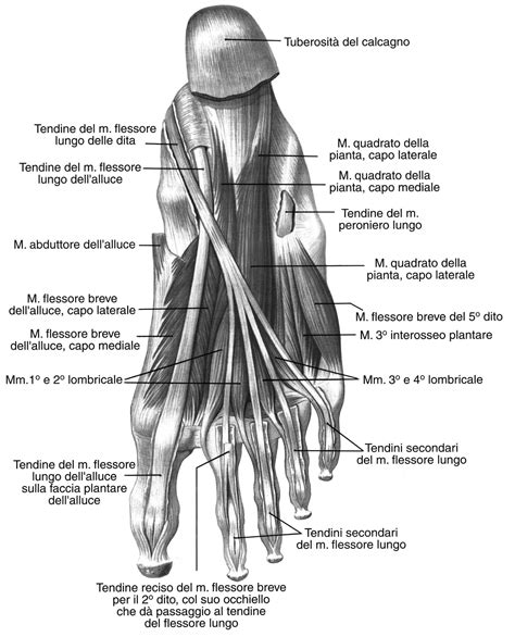 Il Piede Cenni Di Anatomia E Biomeccanica Scienze Motorie