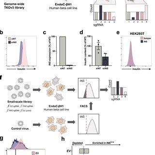 Calcoco Knockdown Reduces Insulin Content In Primary Human