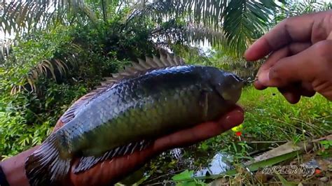 Gila Keluar Penghuni Rawanya Rekor Mancing Ikan Betok Terbesar Di