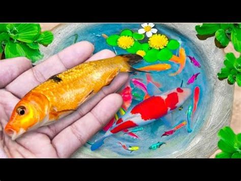 Wow Serok Ikan Hias Warna Warni Ikan Koi Ikan Mas Koki Ikan