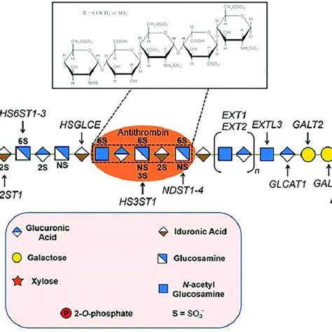 Structure And Biosynthesis Of Hs And Heparin Adapted From Weiss Et