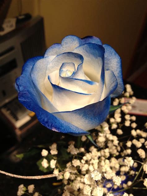 Pin by Suzann Baldwin on Blue Roses | Blue roses, Pretty flowers, Flowers