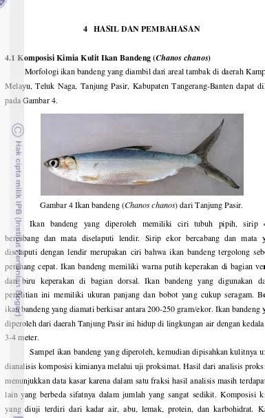 Gambar Anatomi Ikan Bandeng 49 Koleksi Gambar