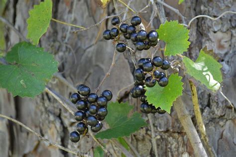 Vitis Rotundifolia Wild Grapes Photograph By Rd Erickson