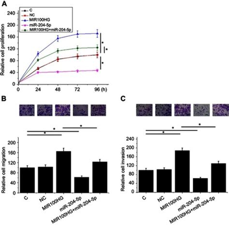 Full Article Lncrna Mir Hg Promotes Cancer Cell Proliferation